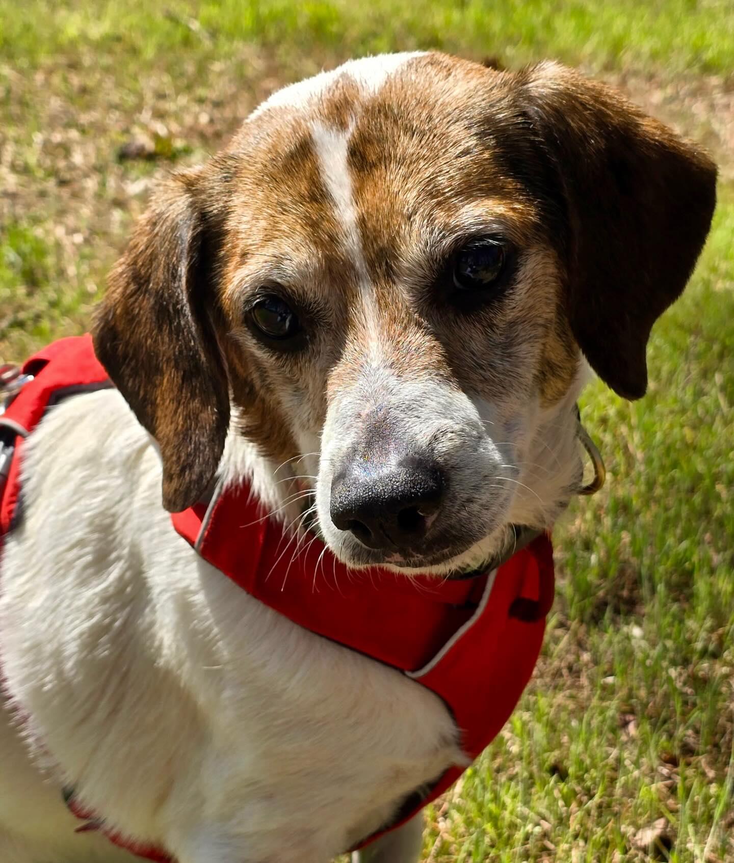 Enlarge Marty, an adopted Beagle in Raleigh, NC image 2/6