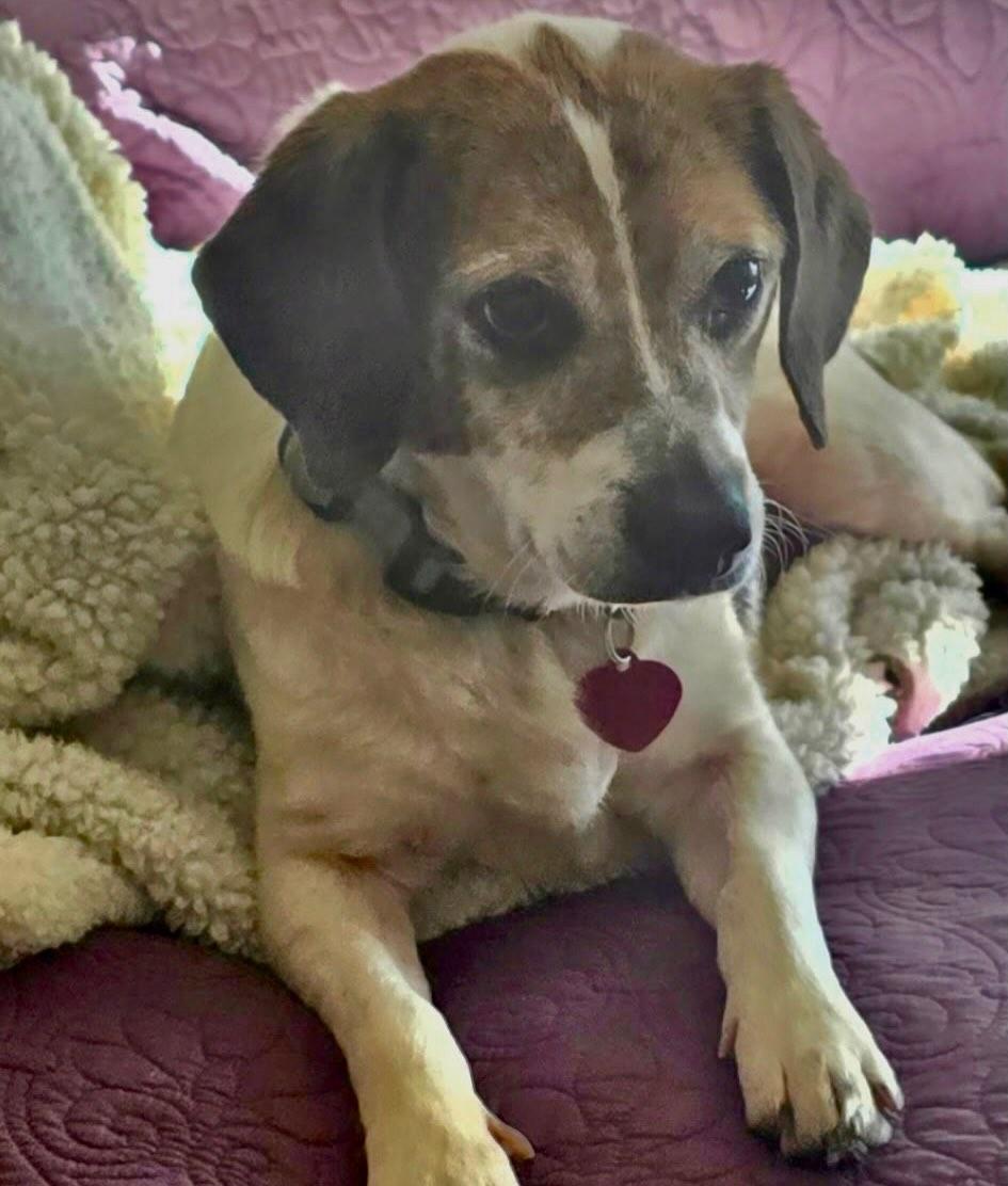 Enlarge Marty, an adopted Beagle in Raleigh, NC image 1/6