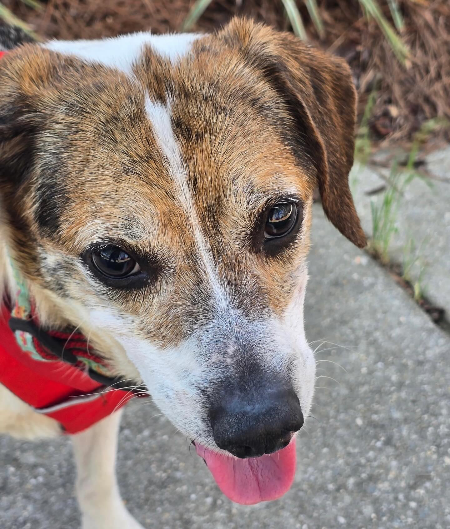 Enlarge Marty, an adopted Beagle in Raleigh, NC image 6/6