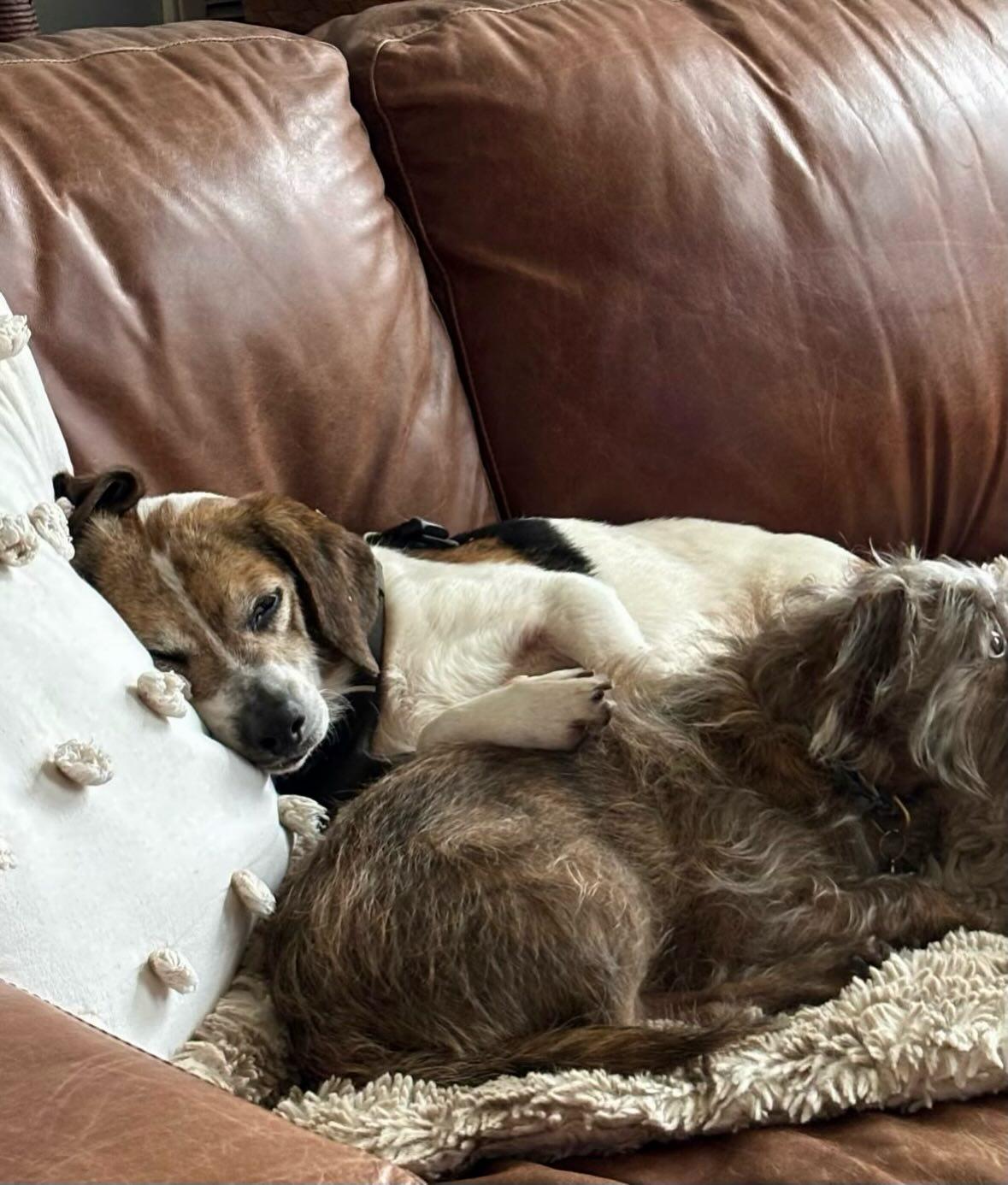 Enlarge Marty, an adopted Beagle in Raleigh, NC image 5/6