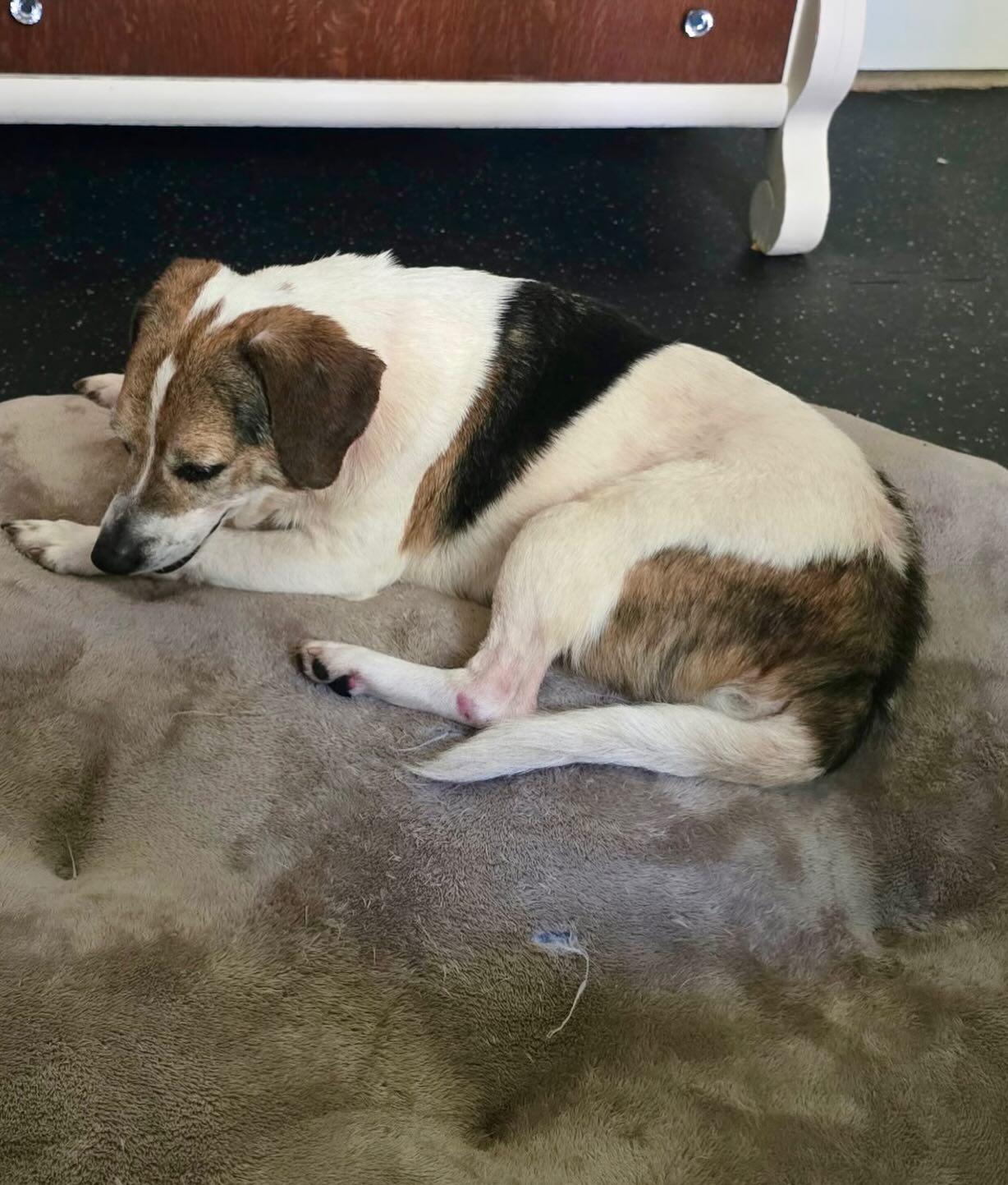 Enlarge Marty, an adopted Beagle in Raleigh, NC image 3/6