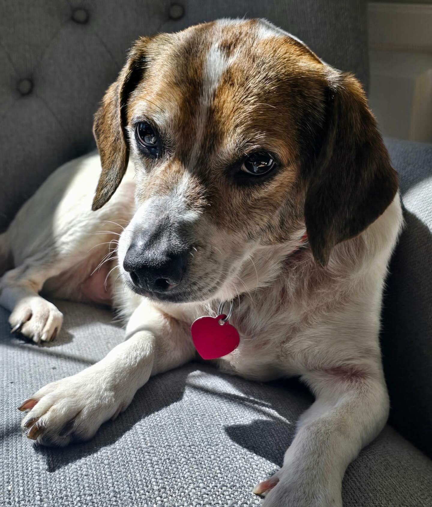 Enlarge Marty, an adopted Beagle in Raleigh, NC image 4/6