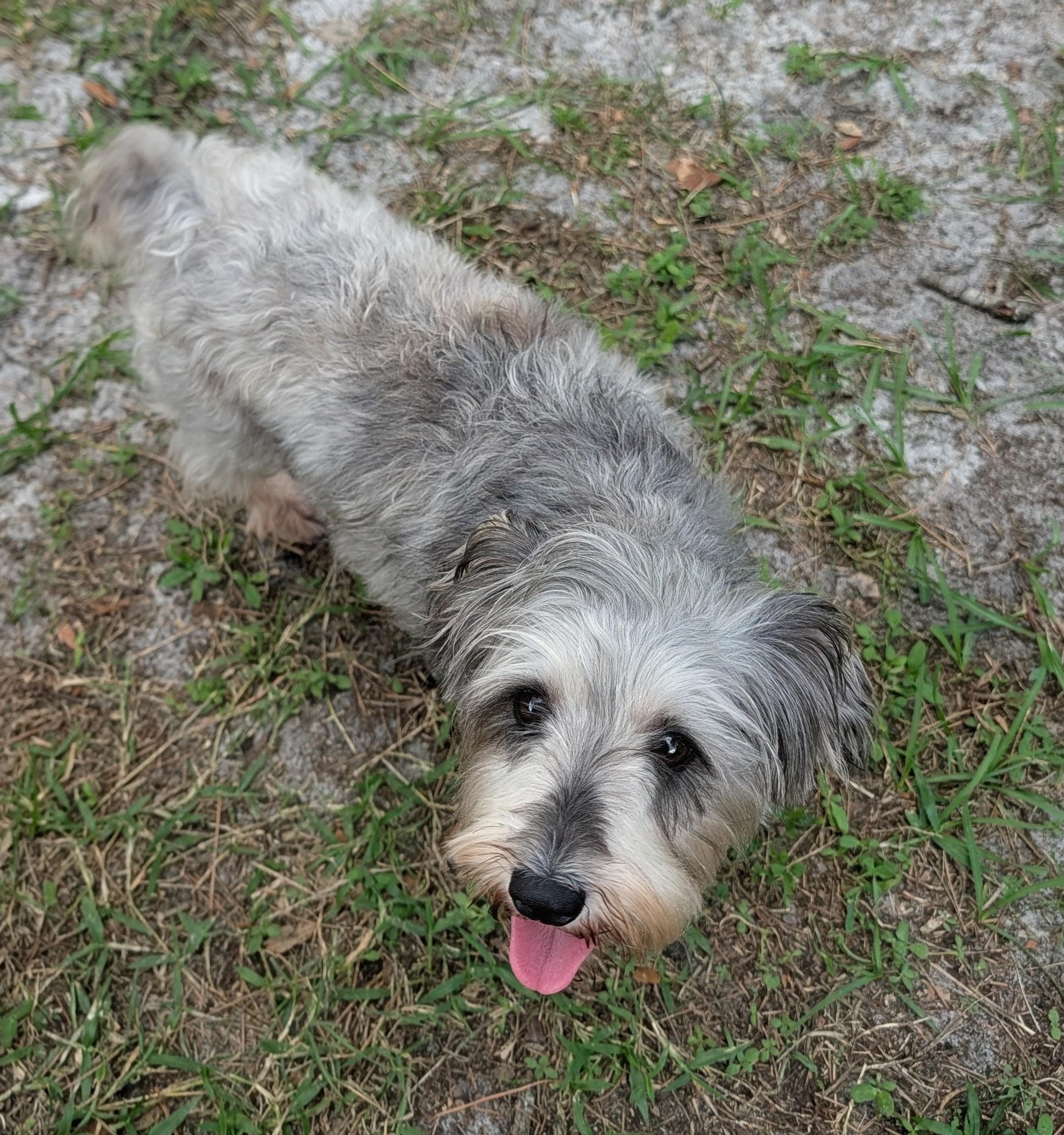 Enlarge Cynthia, a Adoptable Schnauzer in Orlando, FL image 6/6