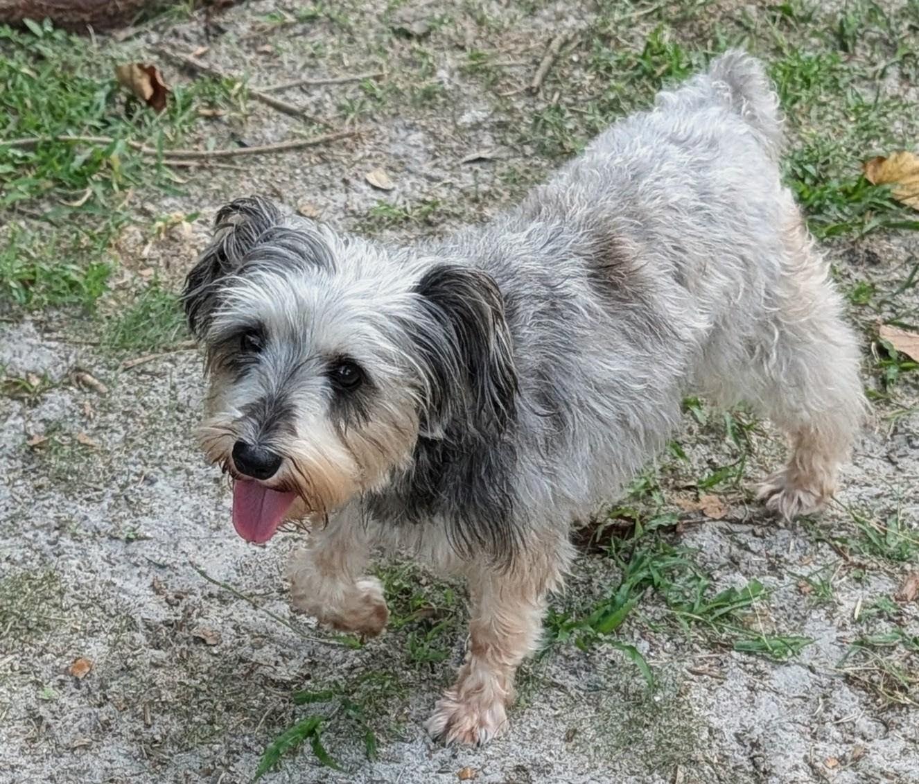 Enlarge Cynthia, a Adoptable Schnauzer in Orlando, FL image 4/6