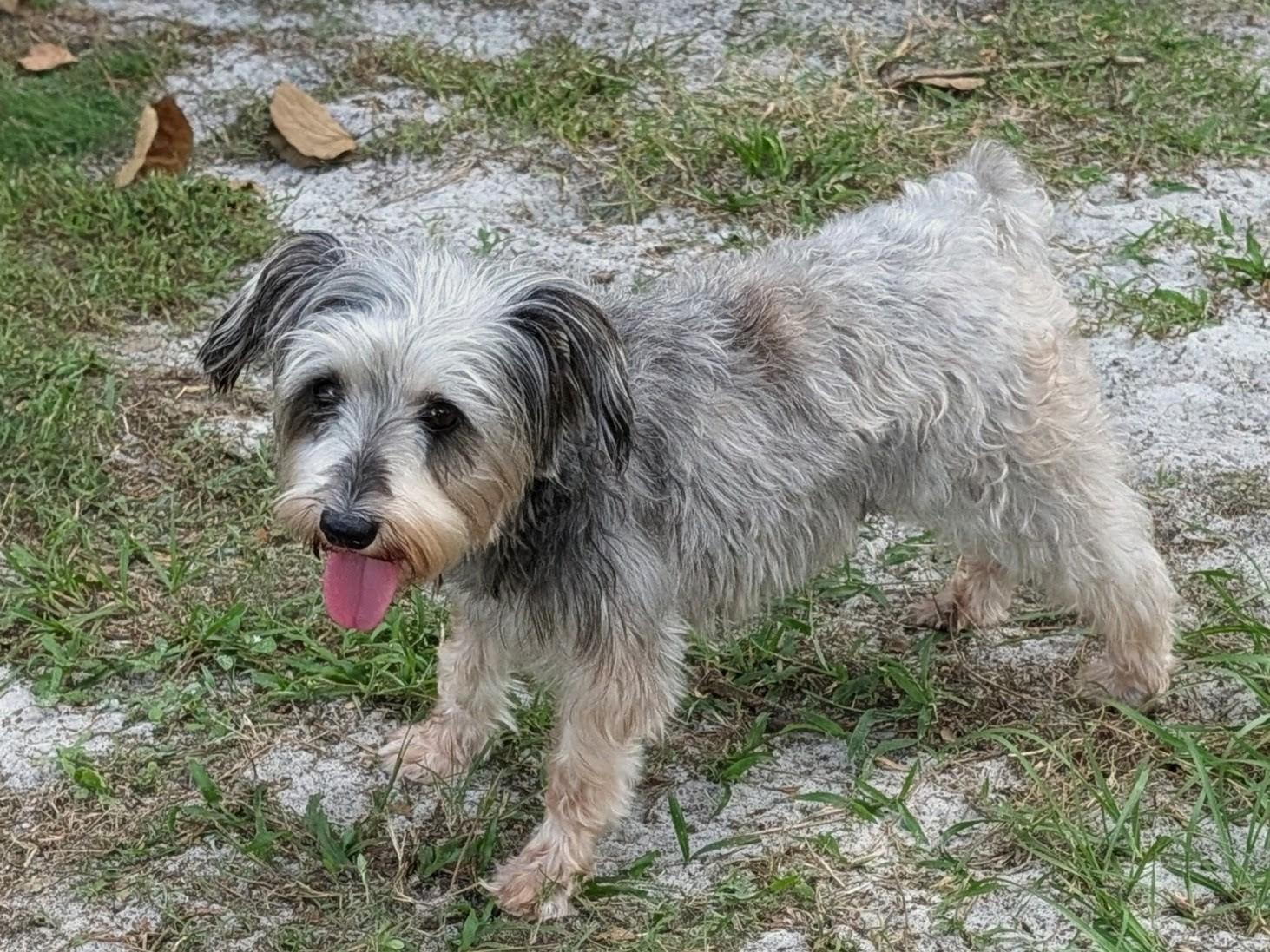 Enlarge Cynthia, a Adoptable Schnauzer in Orlando, FL image 5/6