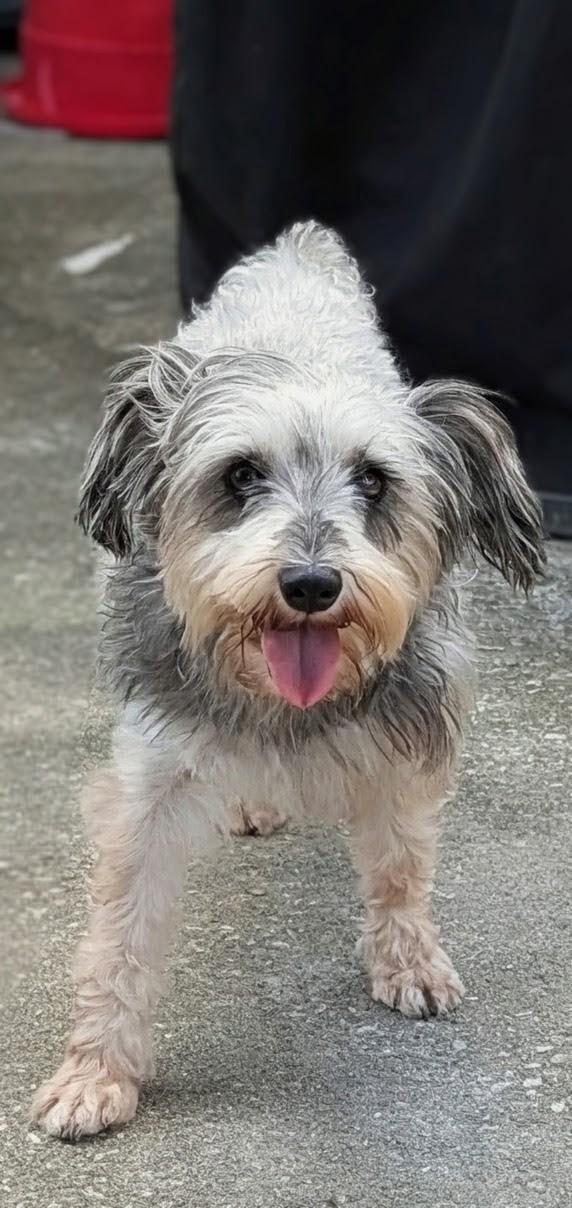 Enlarge Cynthia, a Adoptable Schnauzer in Orlando, FL image 3/6
