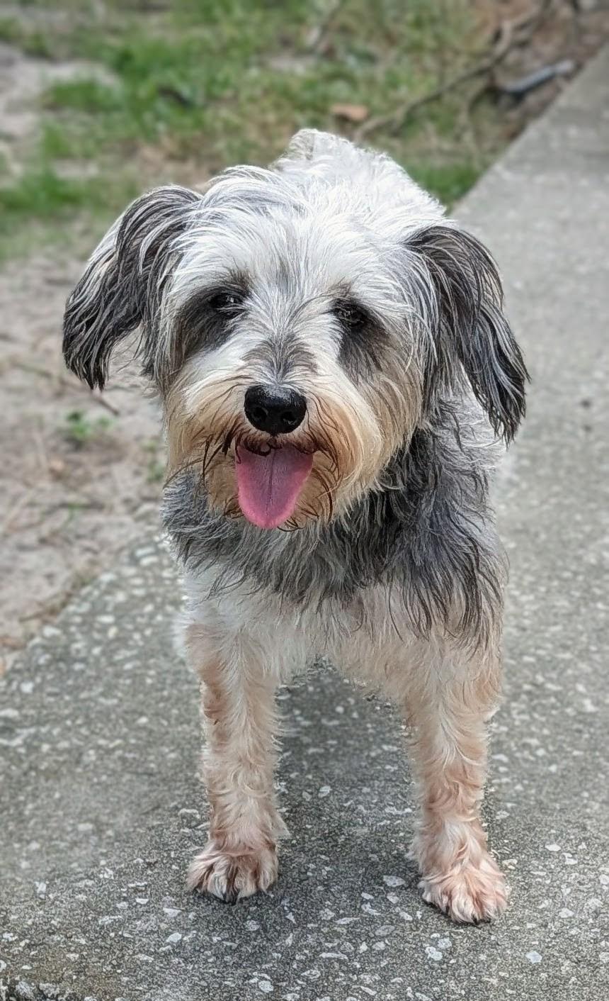 Cynthia, Adoptable, Adult Female Schnauzer.