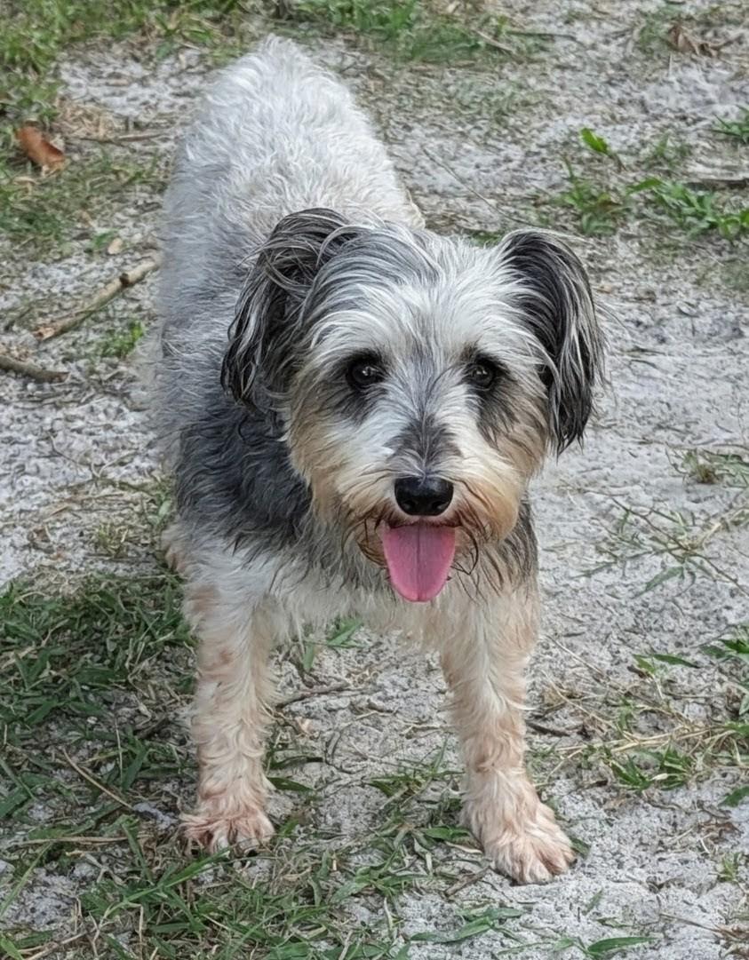 Enlarge Cynthia, a Adoptable Schnauzer in Orlando, FL image 2/6