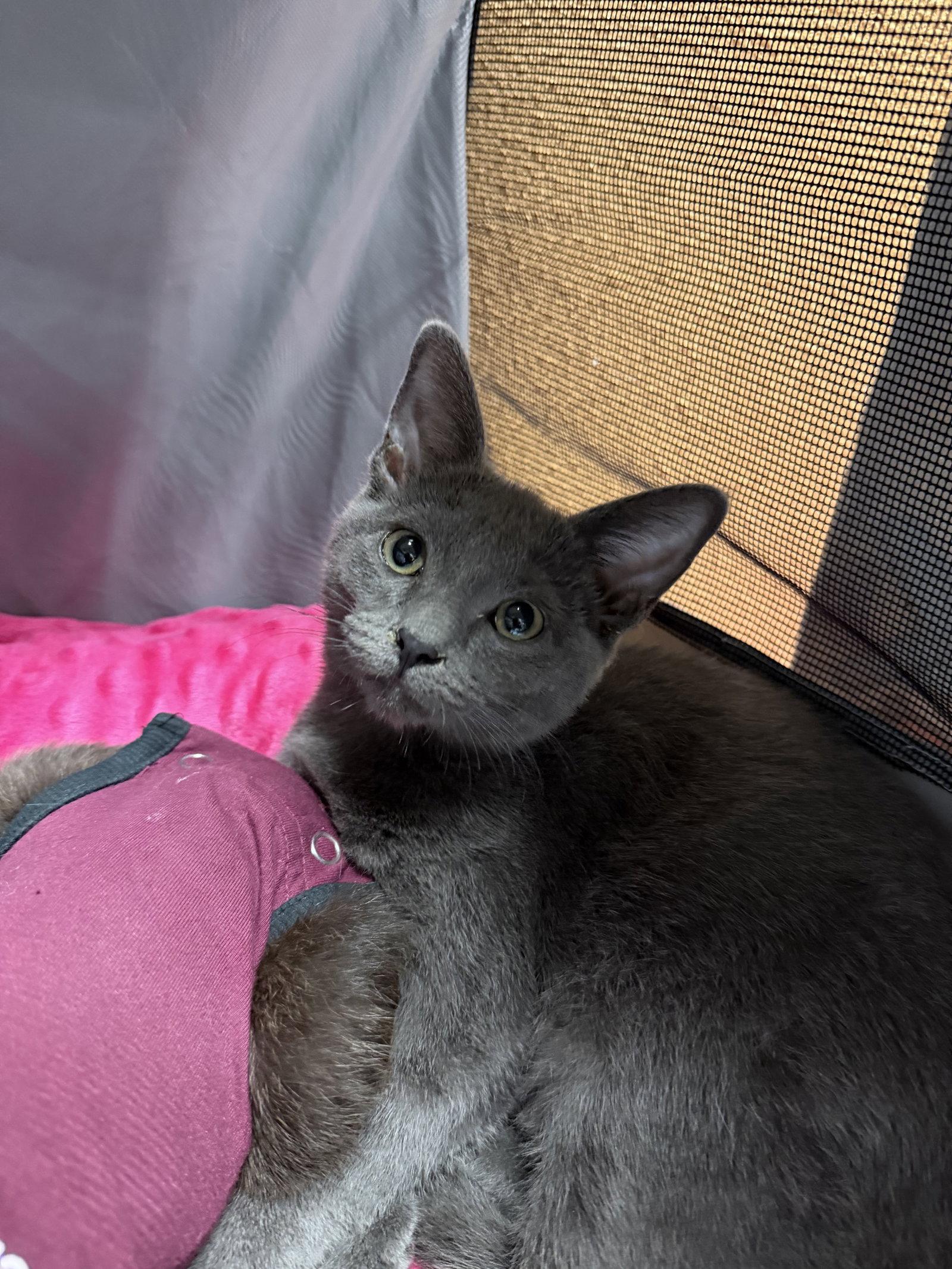 Neko, Adoptable, Young Male Domestic Short Hair.