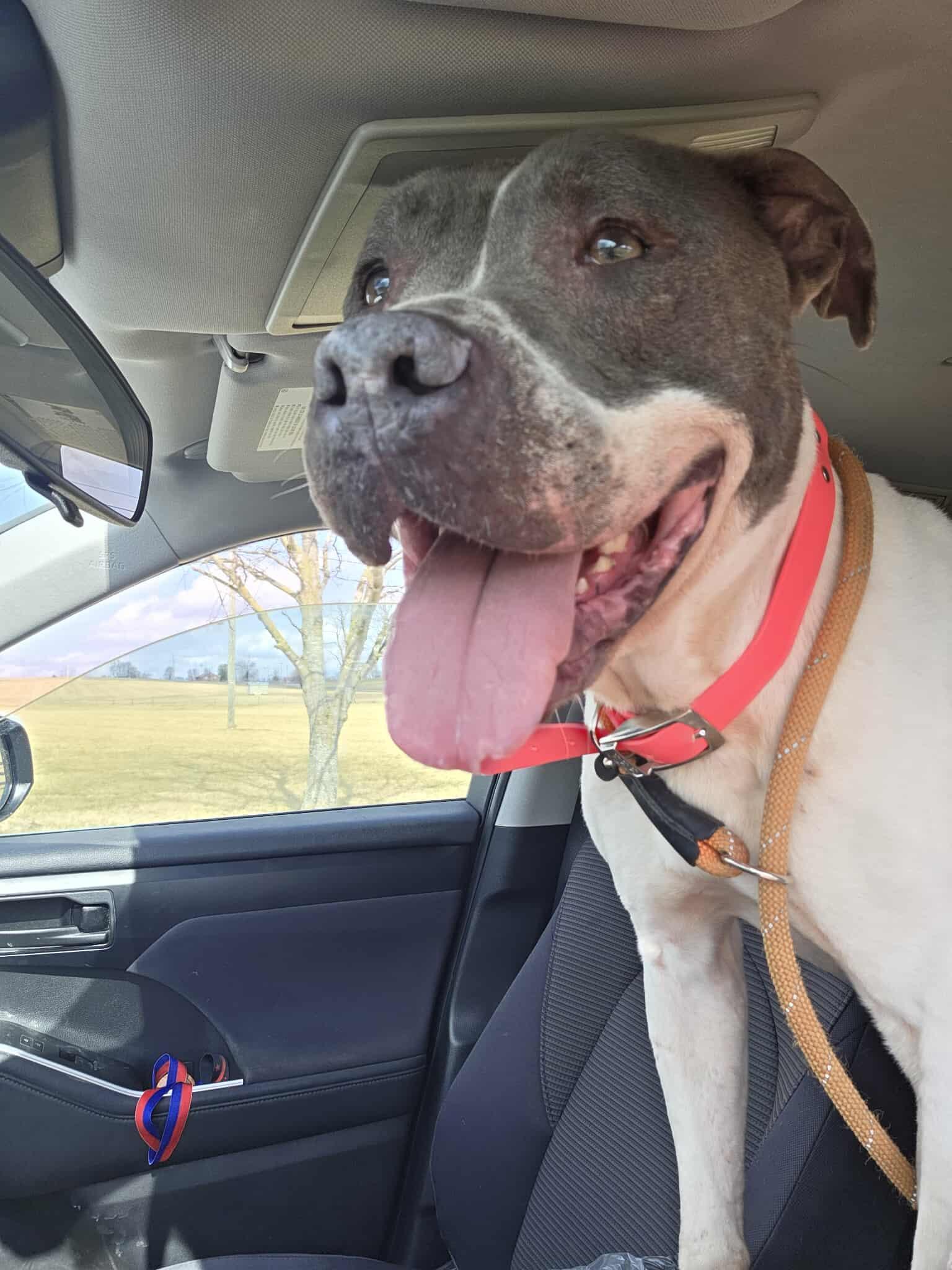 Lulu, ADOPTABLE, Adult Female Mixed Breed.