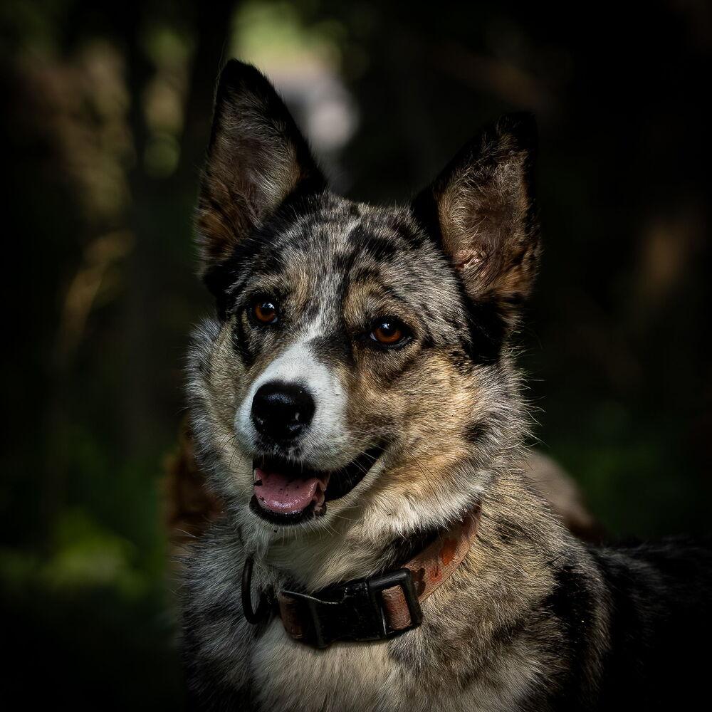 Enlarge 1221 Utah, a Adoptable mixed breed in Ringwood, IL image 1/5
