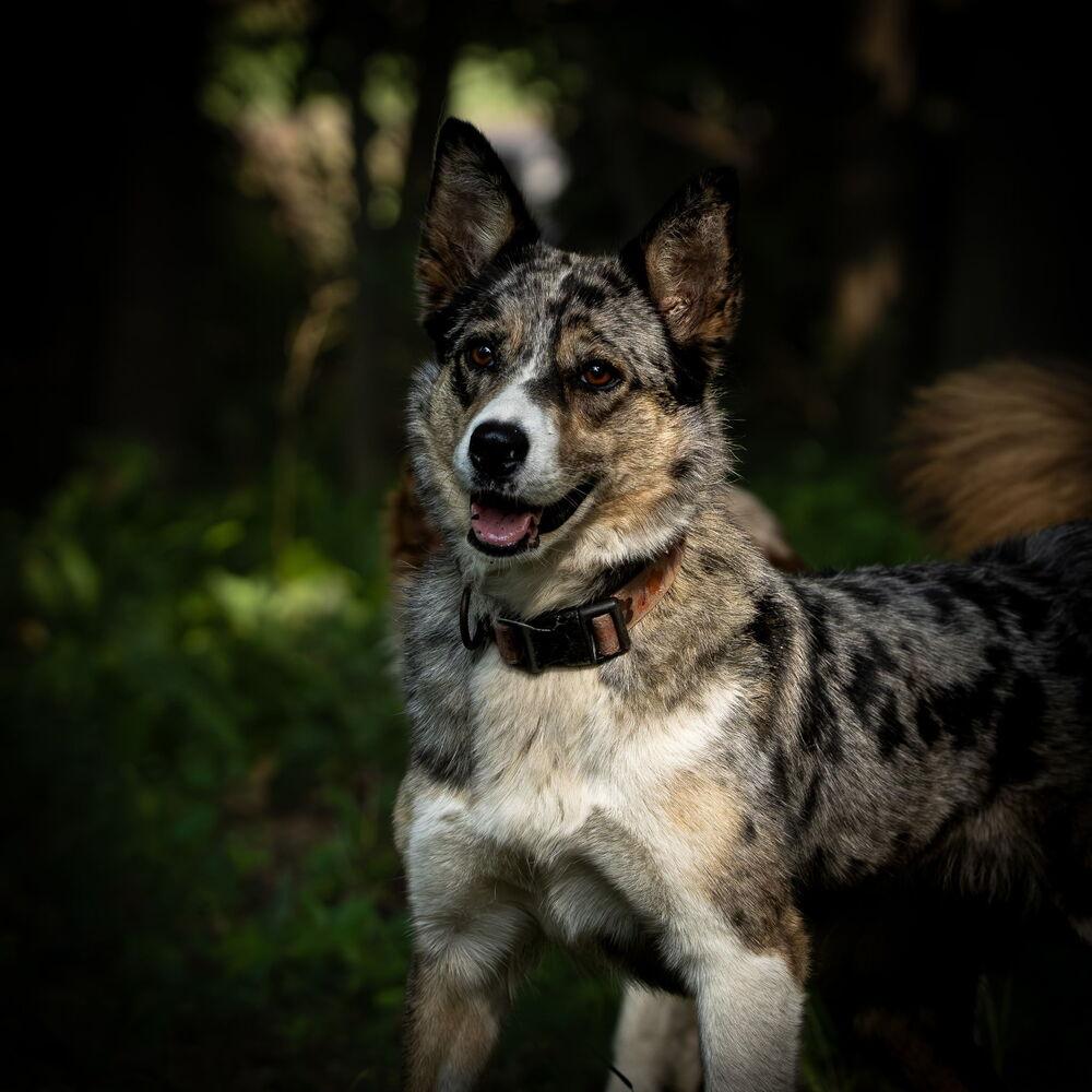 Enlarge 1221 Utah, a Adoptable mixed breed in Ringwood, IL image 2/5