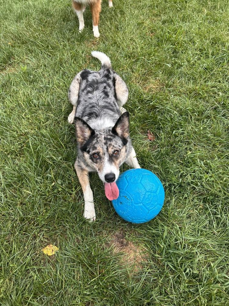 Enlarge 1221 Utah, a Adoptable mixed breed in Ringwood, IL image 4/5