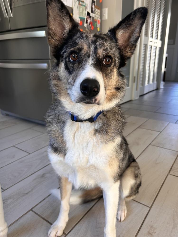Enlarge 1221 Utah, a Adoptable mixed breed in Ringwood, IL image 5/5