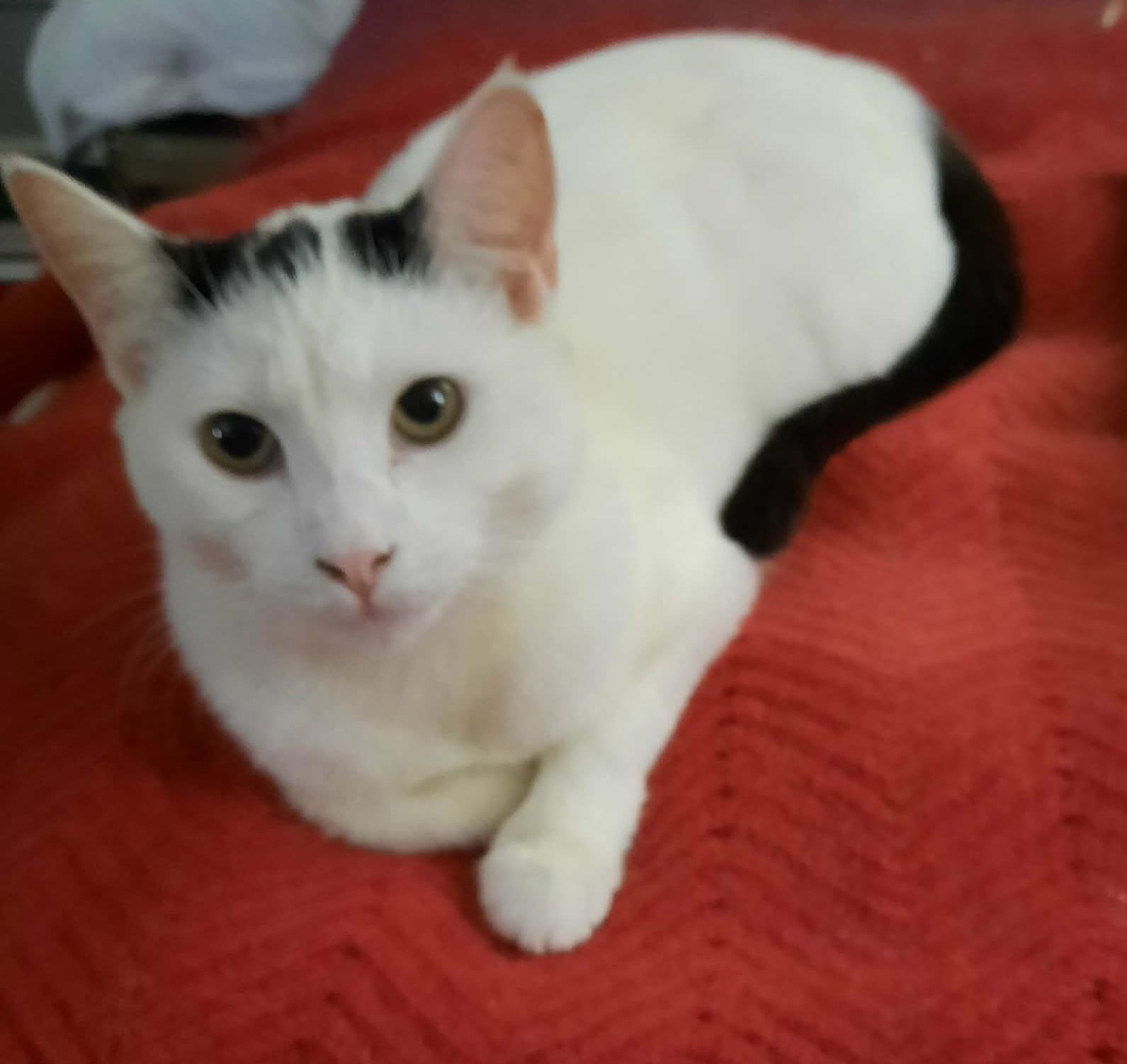 Enlarge Reba, a Adoptable Domestic Short Hair in Kirklin, IN image 1/4