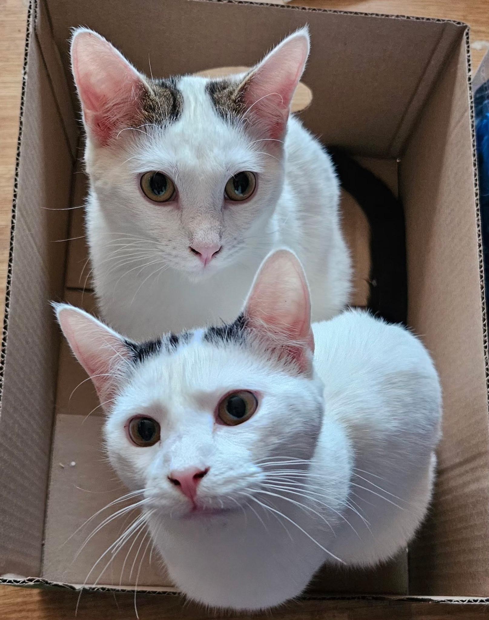 Enlarge Reba, a Adoptable Domestic Short Hair in Kirklin, IN image 3/4