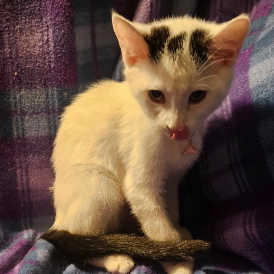 Enlarge Reba, a Adoptable Domestic Short Hair in Kirklin, IN image 2/3