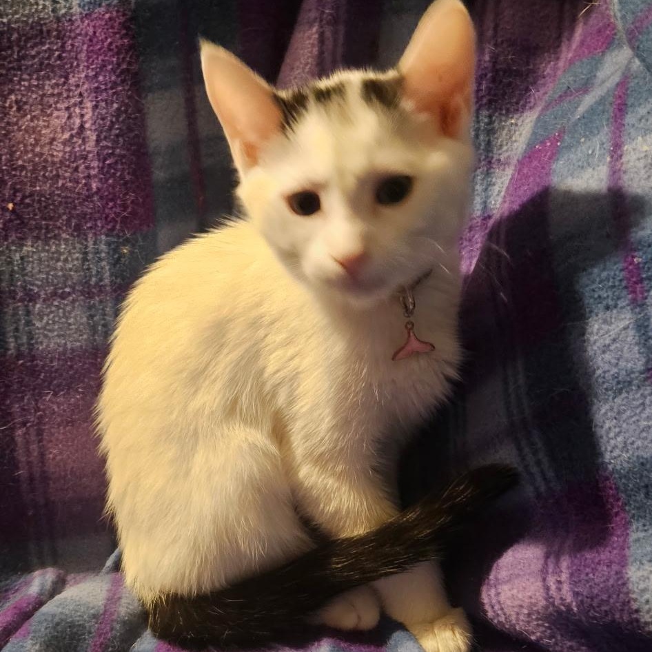 Enlarge Reba, a Adoptable Domestic Short Hair in Kirklin, IN image 3/3