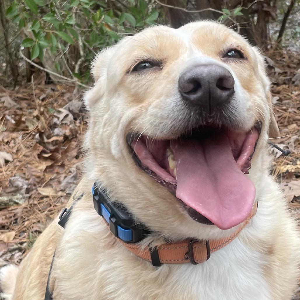 Enlarge Tasha, a Adoptable Labrador Retriever in Richmond, VA image 4/5