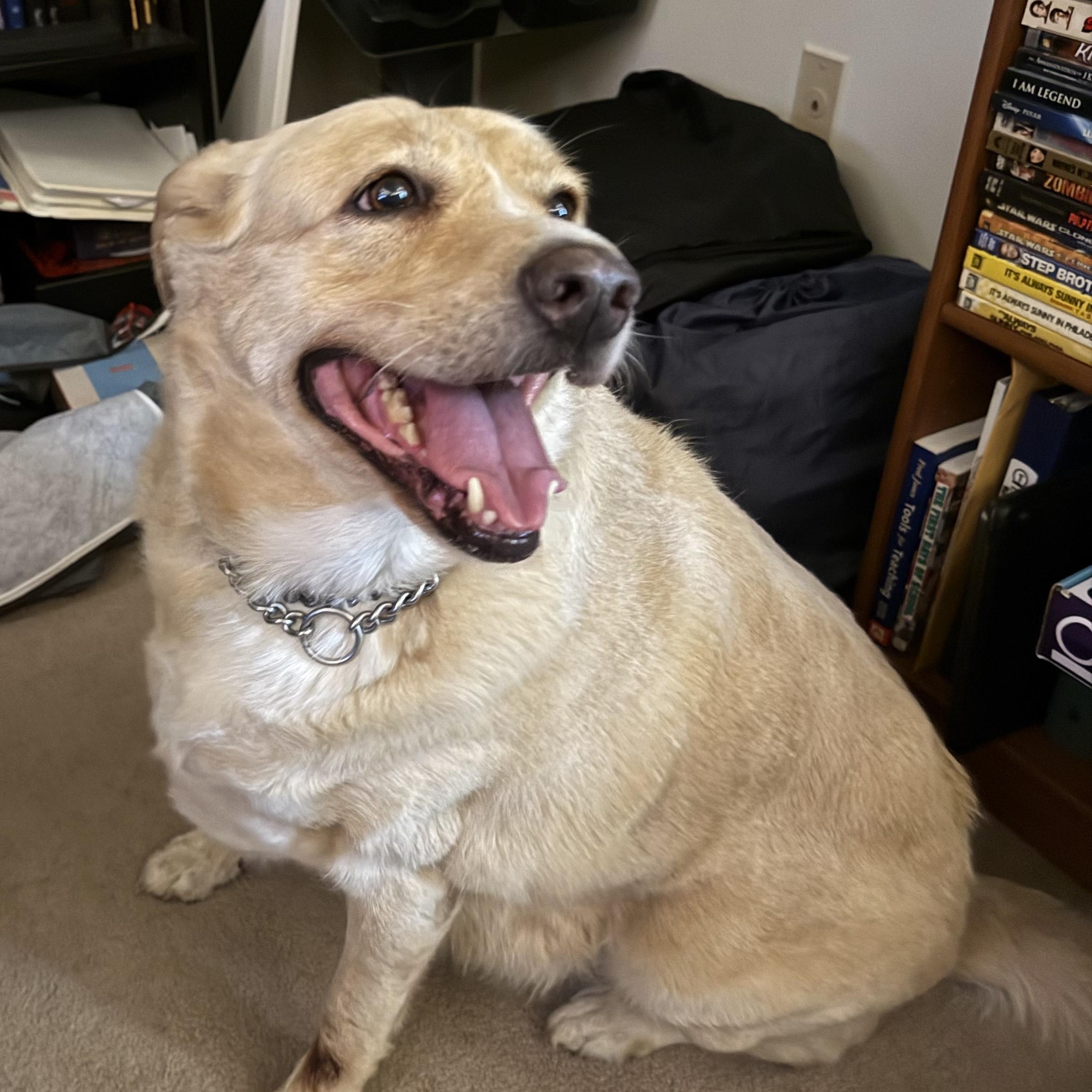 Enlarge Tasha, a Adoptable Labrador Retriever in Richmond, VA image 3/5