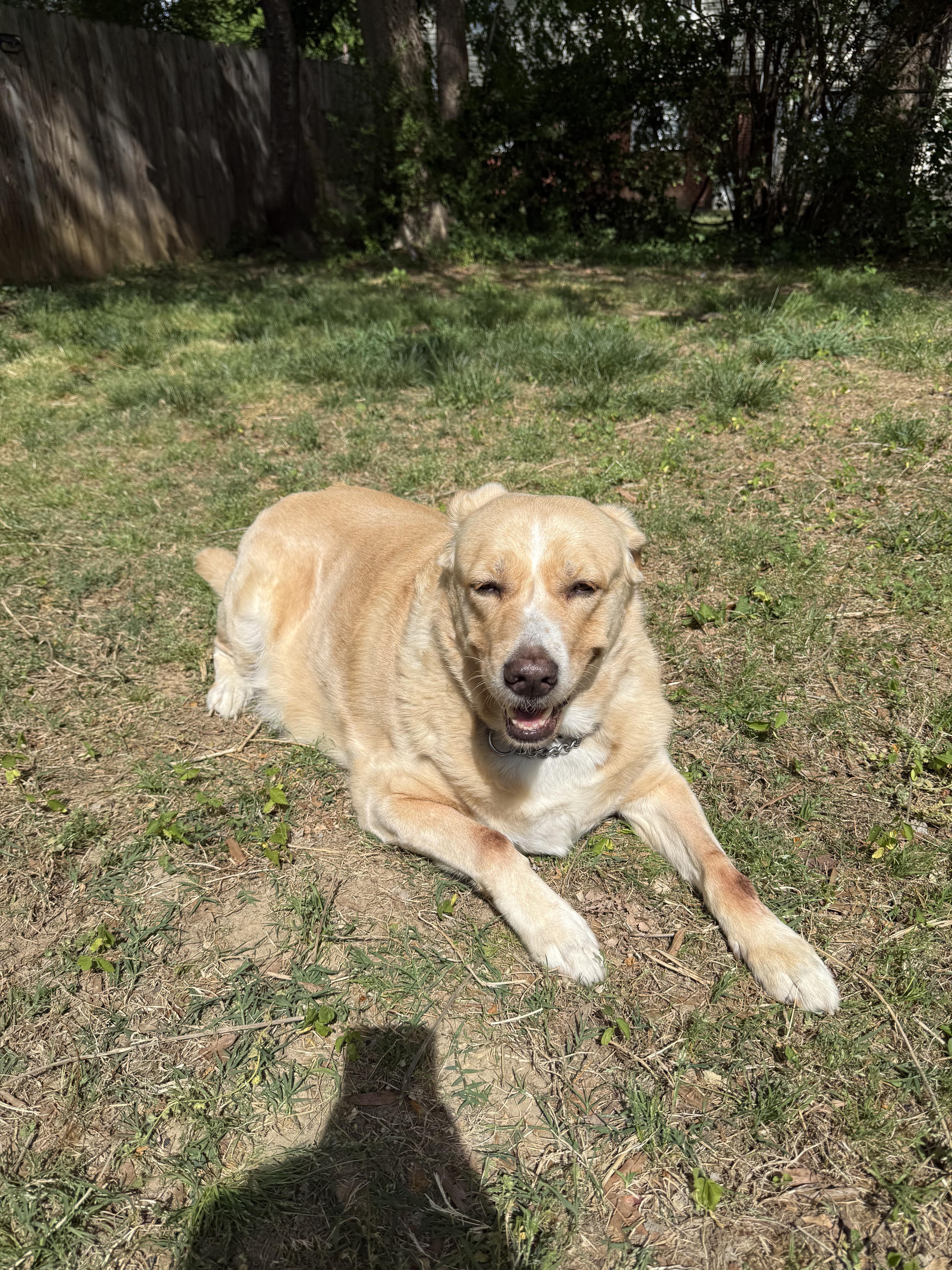 Enlarge Tasha, a Adoptable Labrador Retriever in Richmond, VA image 2/5