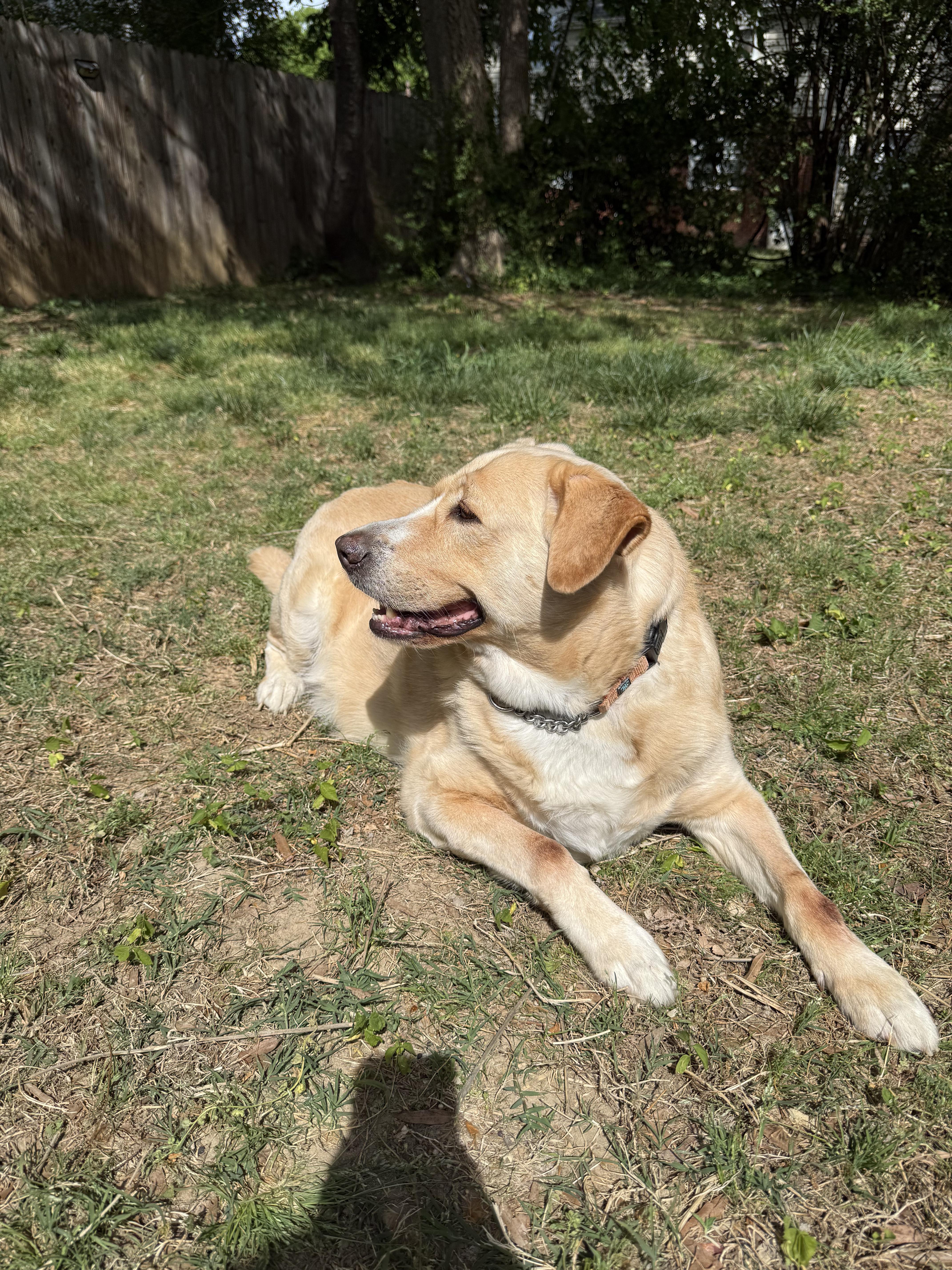 Enlarge Tasha, a Adoptable Labrador Retriever in Richmond, VA image 5/5
