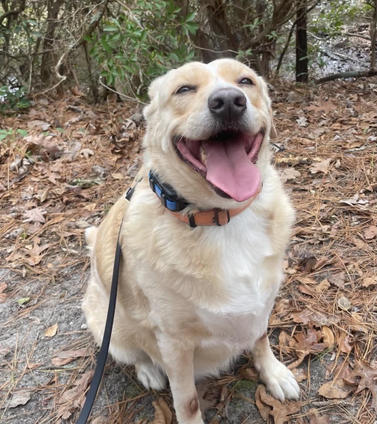 Enlarge Tasha, a Adoptable Labrador Retriever in Richmond, VA image 1/5