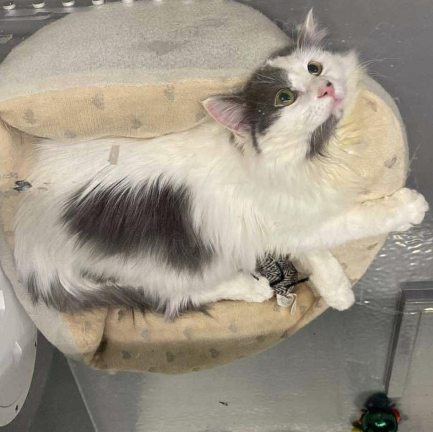 Ollie, adoptable, Young Male Domestic Long Hair.