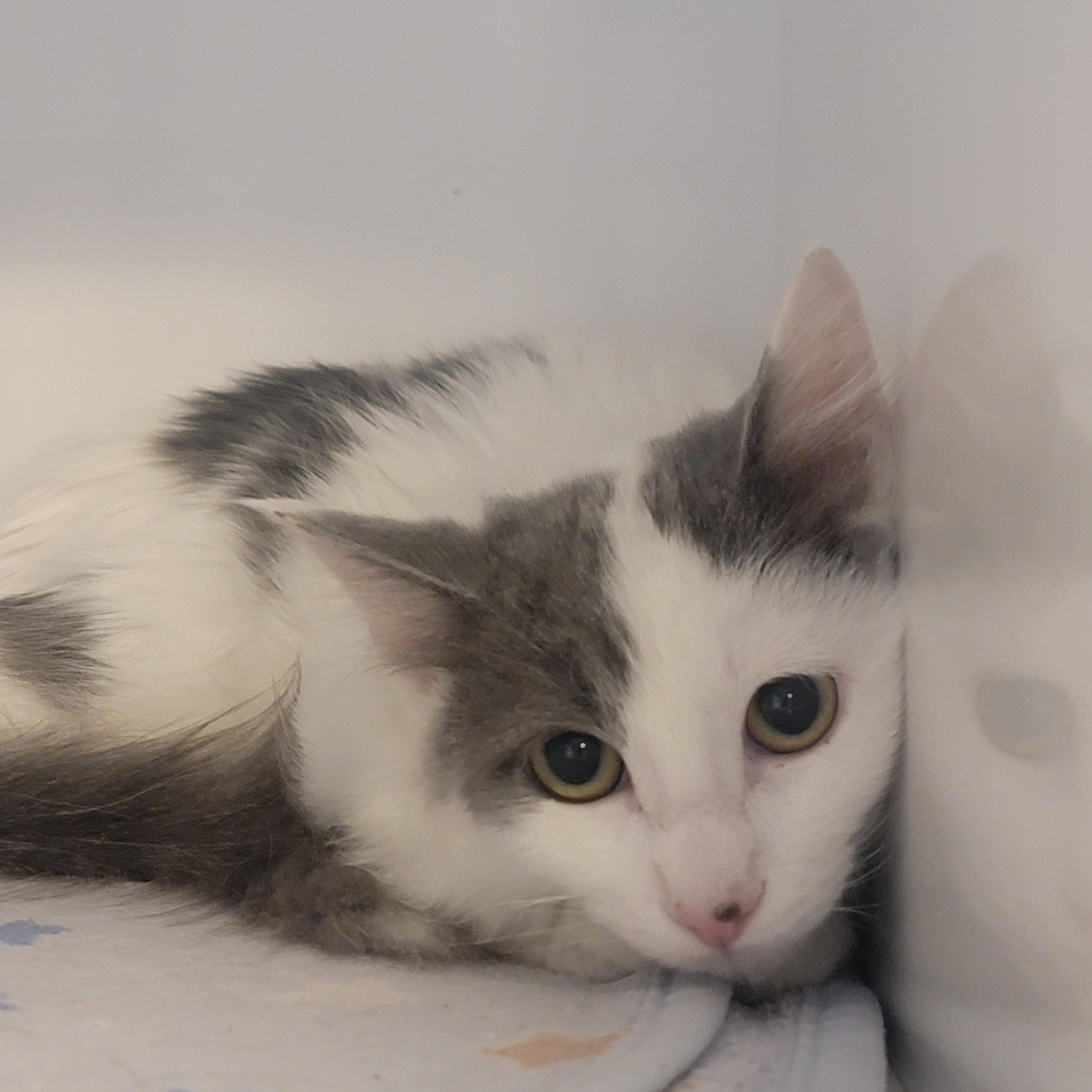 Ollie, an adoptable Domestic Long Hair in Blue Springs, MO image 2/2