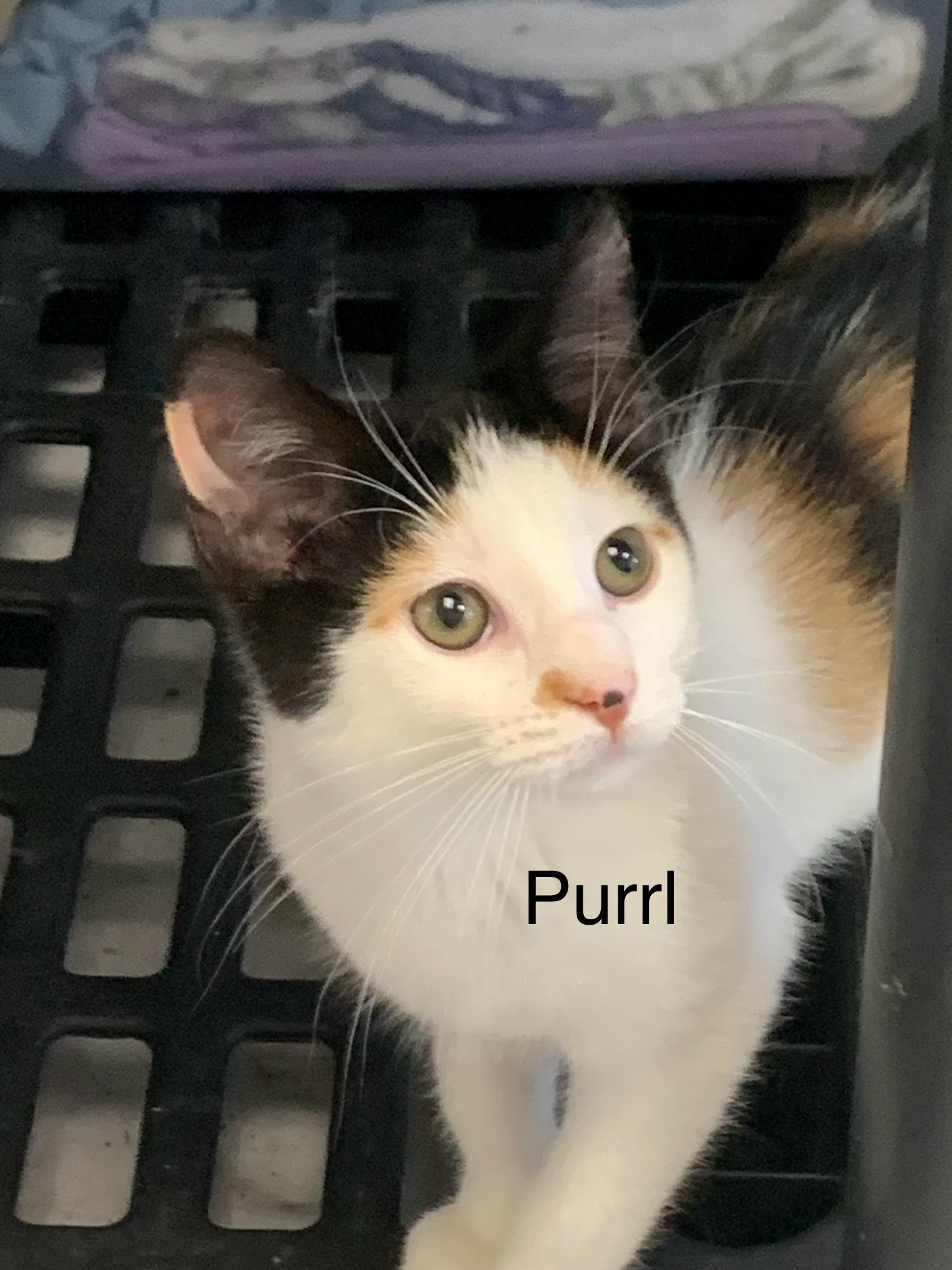 Enlarge Purrl, a Adoptable Calico in Saint Charles, MO image 1/1