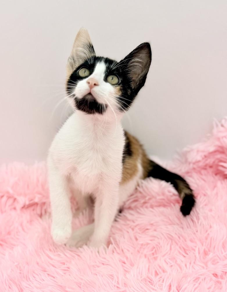 Enlarge Cinnatwist, a Adoptable Calico in Covington, LA image 2/6