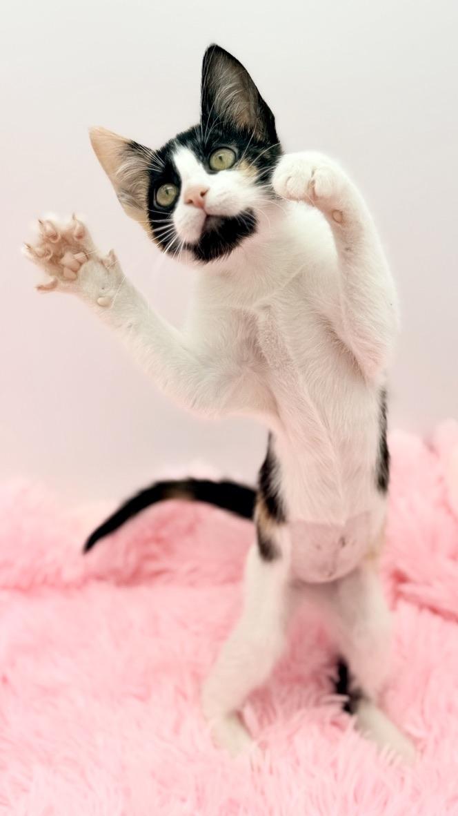 Enlarge Cinnatwist, a Adoptable Calico in Covington, LA image 3/6