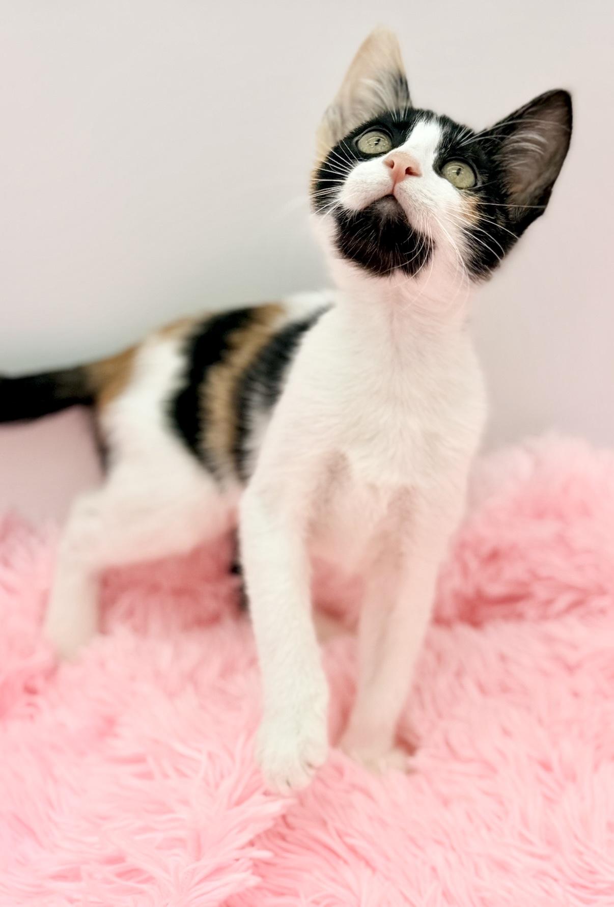 Cinnatwist, Adoptable, Kitten Female Calico.