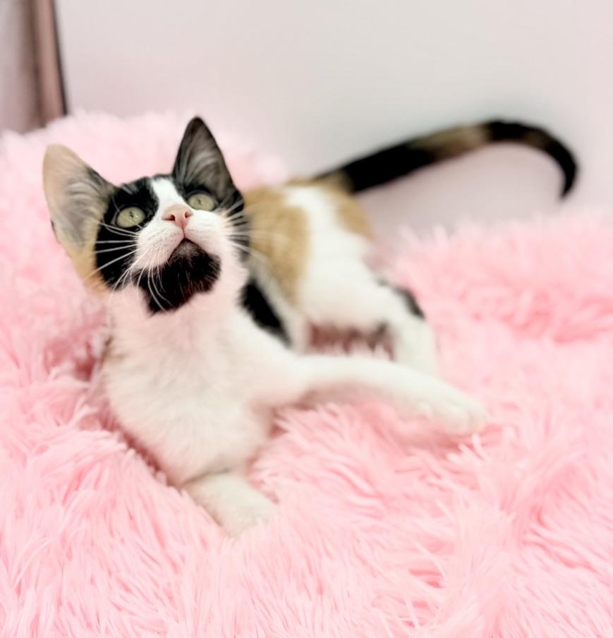 Enlarge Cinnatwist, a Adoptable Calico in Covington, LA image 4/6