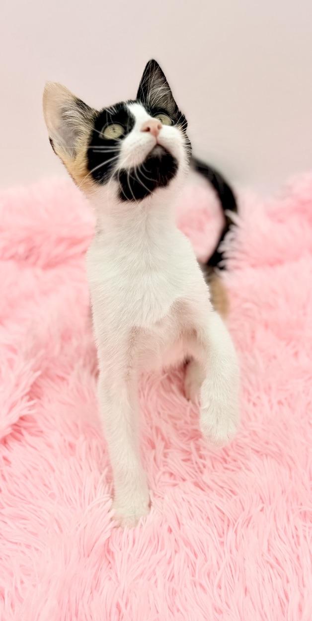 Enlarge Cinnatwist, a Adoptable Calico in Covington, LA image 6/6
