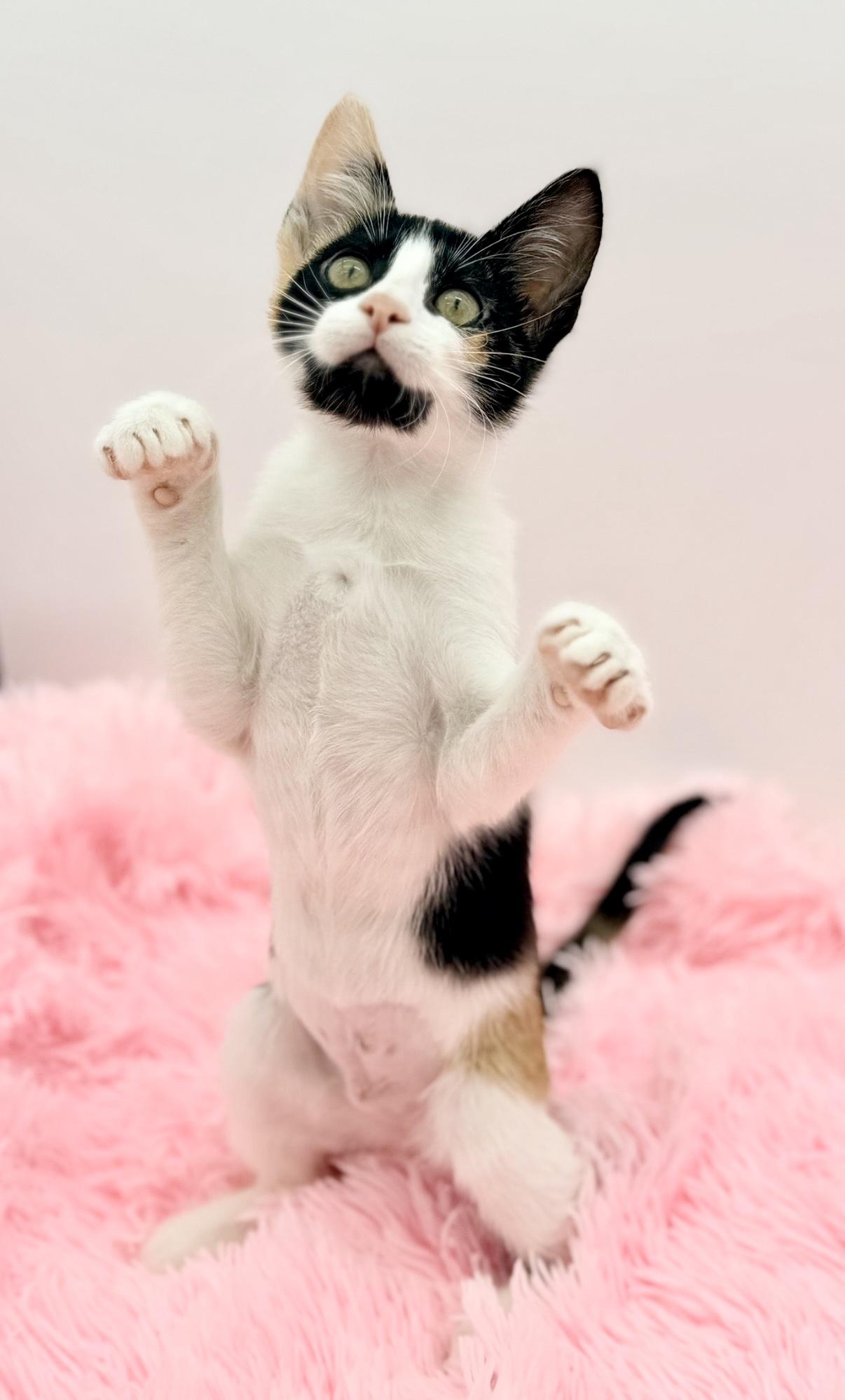 Enlarge Cinnatwist, a Adoptable Calico in Covington, LA image 5/6