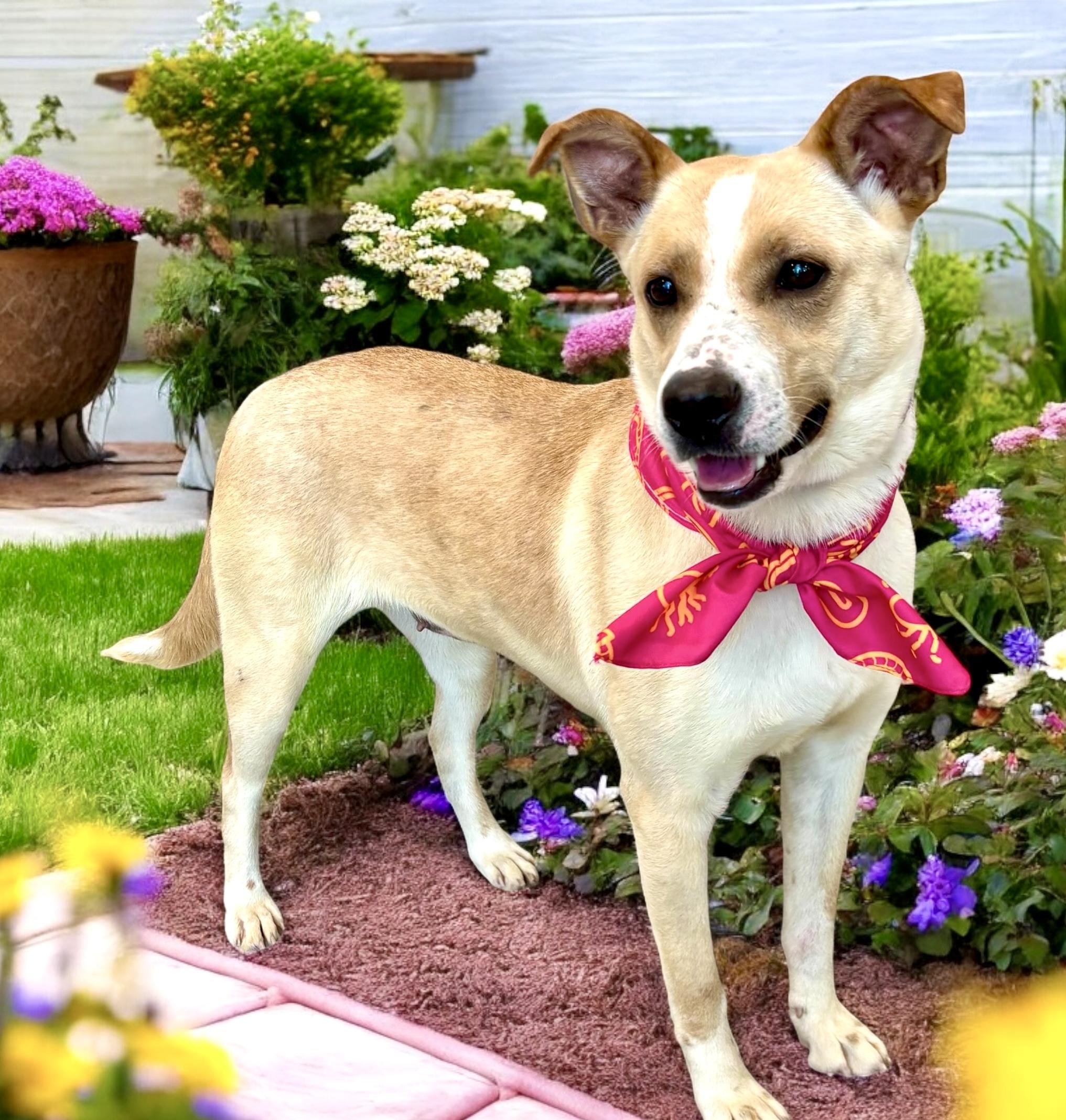 Willow, Adoptable, Adult Female Shepherd & Labrador Retriever.