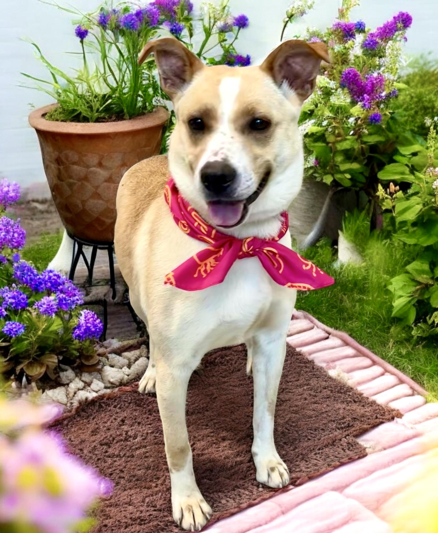 Willow, a Adoptable mixed breed in Perry, IA image 2/6