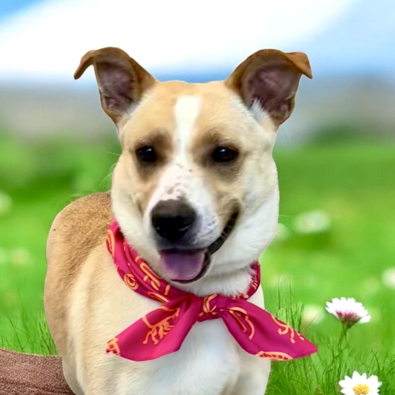 Willow, a Adoptable mixed breed in Perry, IA image 3/6