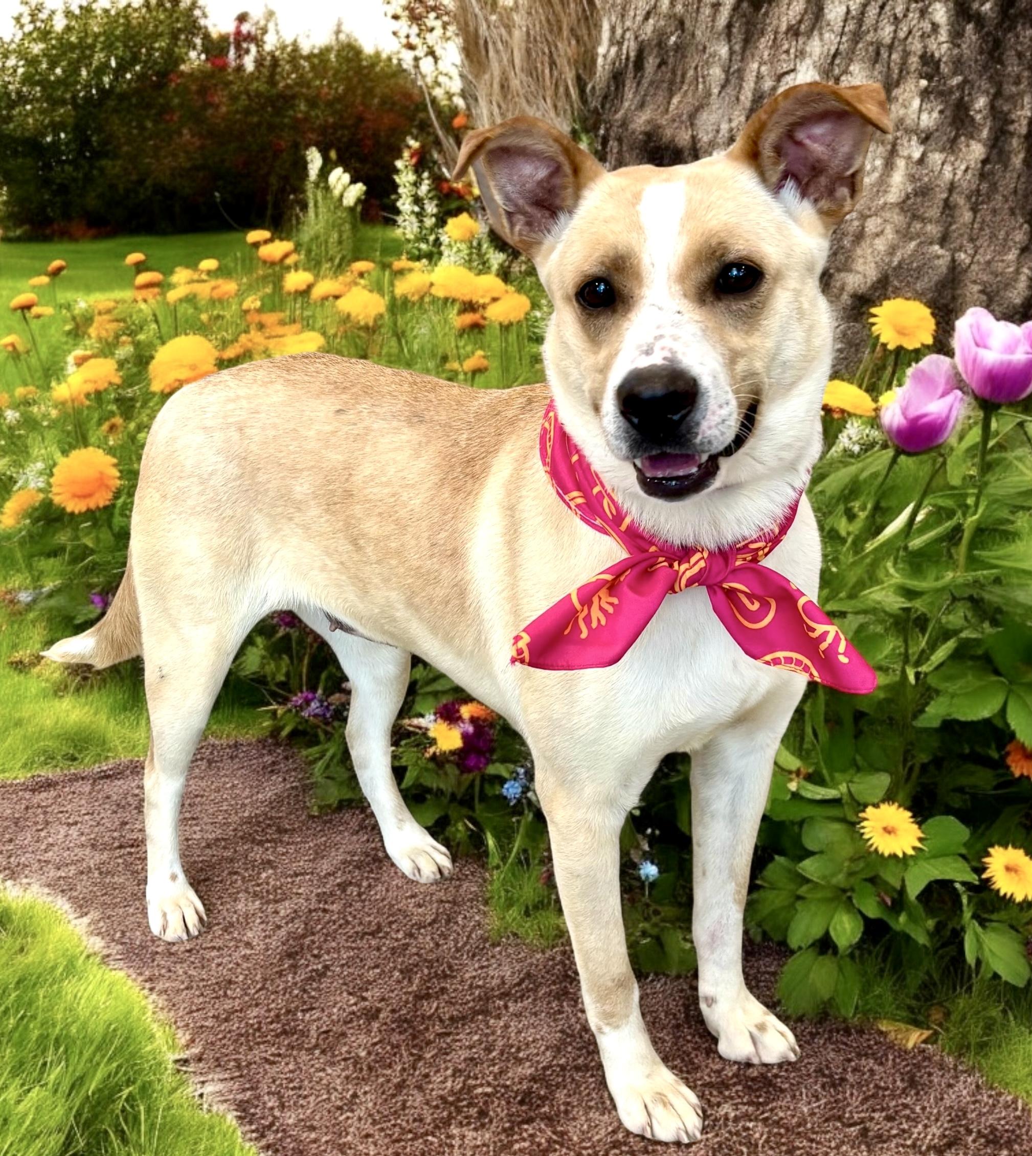 Willow, a Adoptable mixed breed in Perry, IA image 4/6