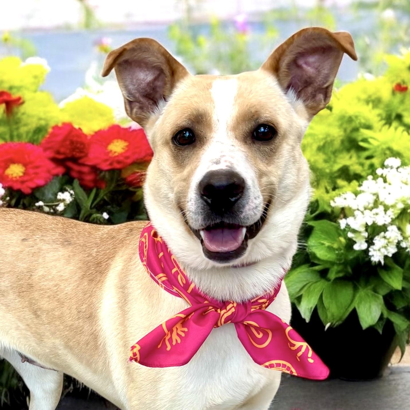 Willow, a Adoptable mixed breed in Perry, IA image 5/6