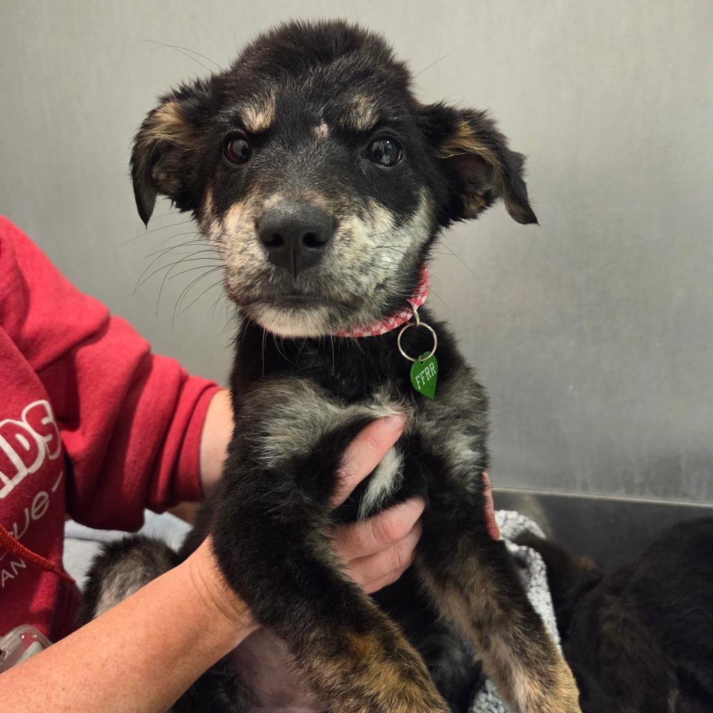 Enlarge Sadie, a Adoptable Mixed Breed in Bismarck, ND image 2/6