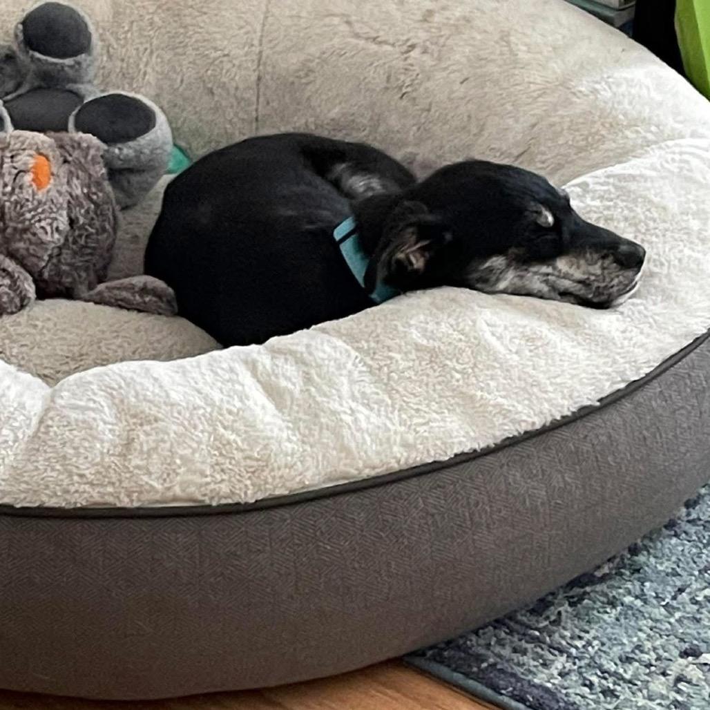 Enlarge Sadie, a Adoptable Mixed Breed in Bismarck, ND image 3/6