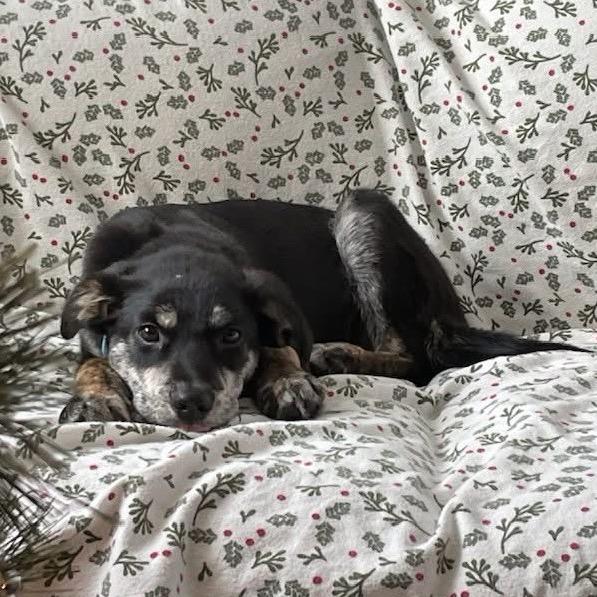 Enlarge Sadie, a Adoptable Mixed Breed in Bismarck, ND image 4/6