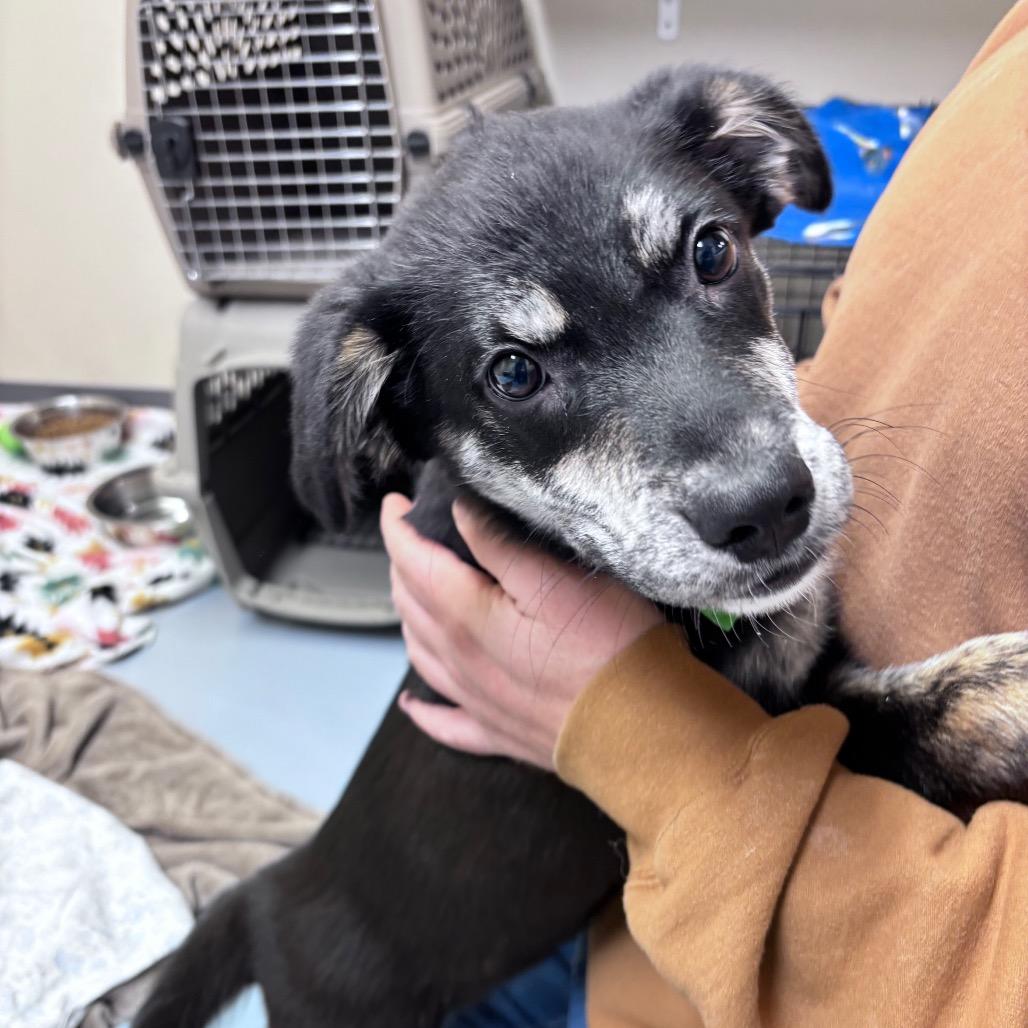 Enlarge Sadie, a Adoptable Mixed Breed in Bismarck, ND image 5/6