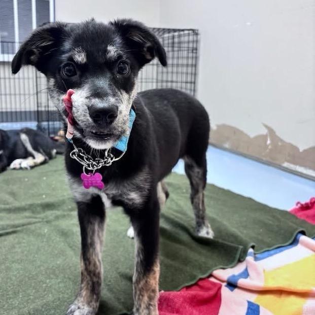 Enlarge Sadie, a Adoptable Mixed Breed in Bismarck, ND image 6/6