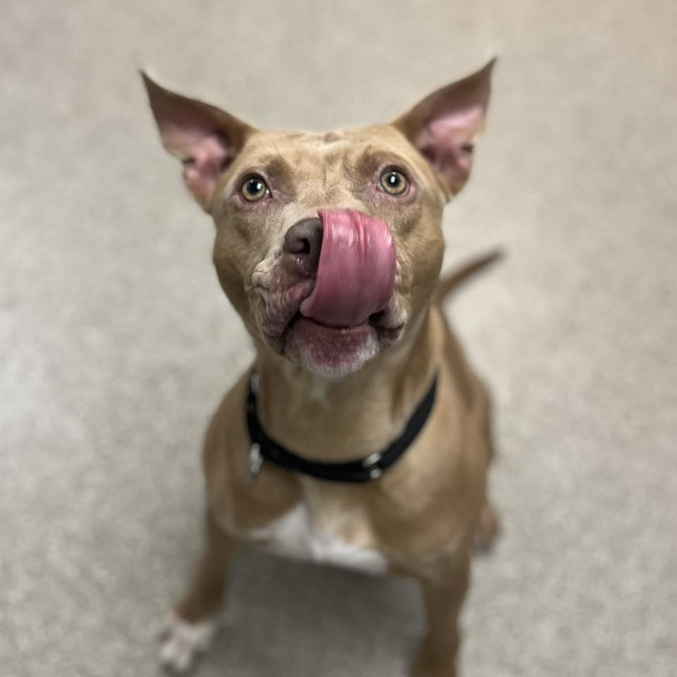 Enlarge Dobby, a ADOPTABLE Pit Bull Terrier in Whitehall, PA image 4/4