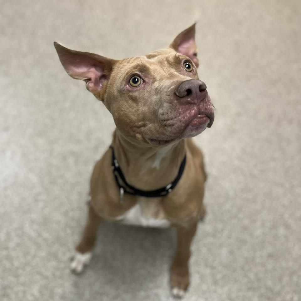 Enlarge Dobby, a ADOPTABLE Pit Bull Terrier in Whitehall, PA image 3/4