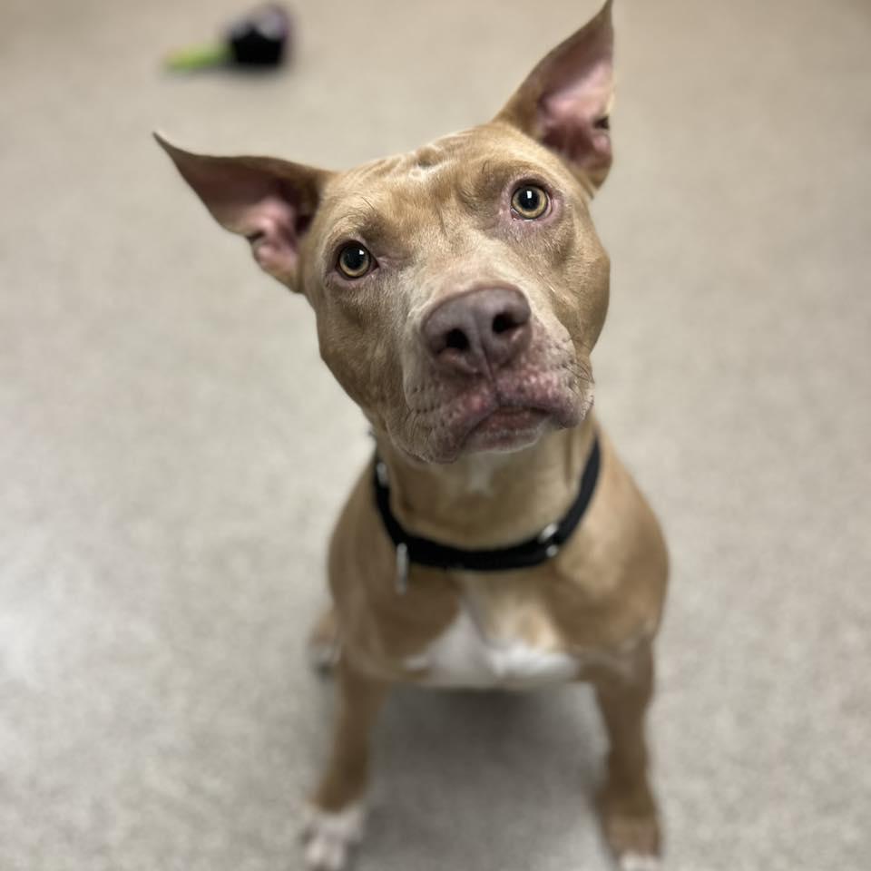 Enlarge Dobby, a ADOPTABLE Pit Bull Terrier in Whitehall, PA image 1/4