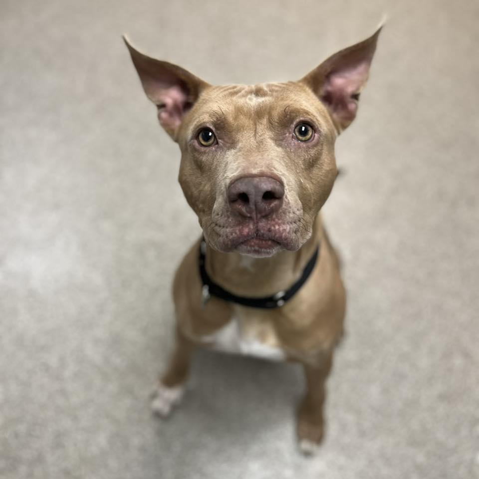 Enlarge Dobby, a ADOPTABLE Pit Bull Terrier in Whitehall, PA image 2/4